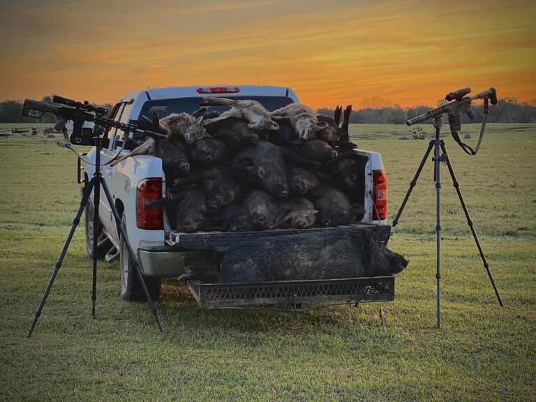 Hog Hunting with Thermals
