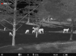 A black and white photo of sheep grazing in the field.