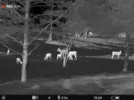 A black and white photo of sheep grazing in the field.