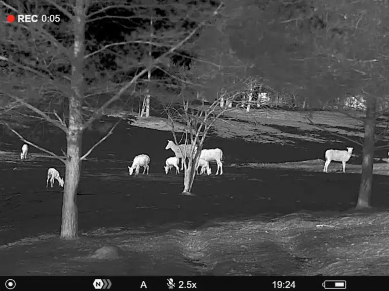 A black and white photo of sheep grazing in the field.