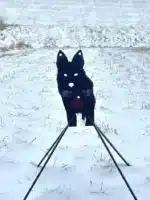 A black dog is standing on skis in the snow.