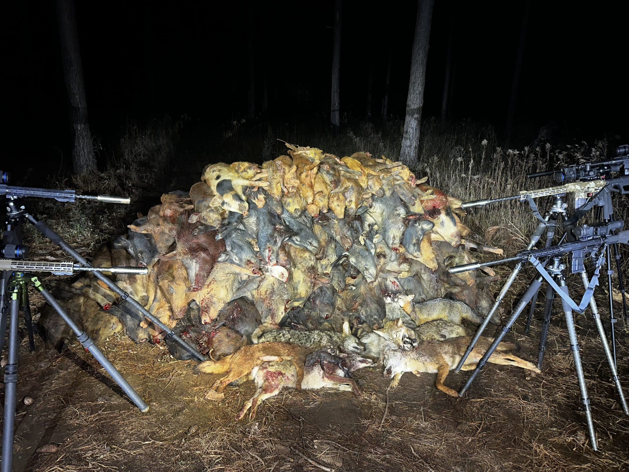 Stacks of hogs scaled