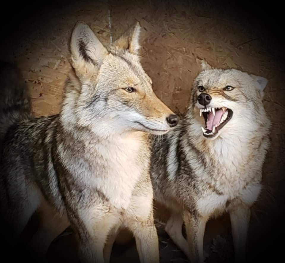 Partner Spotlight: Tony Tebbe & Predator University: Real Coyote Sounds That Redefine Predator Hunting 3 f3d193aa 5019 4856 9822 4e01e28b36f0